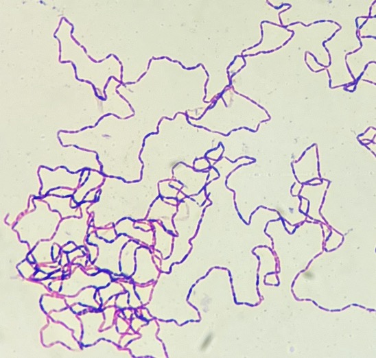 Gram stain microscopy image of Mediterraneibacter lactaris, a human gut microbiome isolate from the AHMB collection
